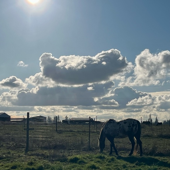 mustang_shellie